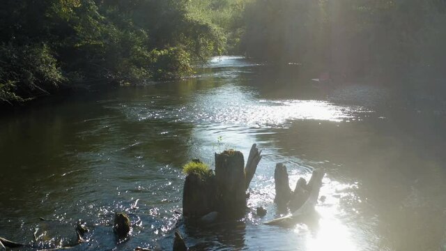 Drone moving shot of stump in the wild river with the sun in the reflection of water