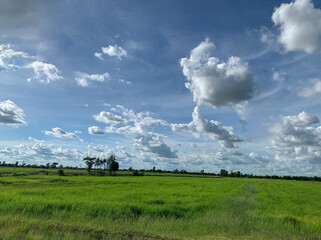 Fototapeta na wymiar Cloud in Thailand map shape with blue sky and green rice field.