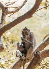 Obraz premium Affenwald Indonesien Bali