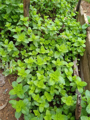 Hortelã, Mint