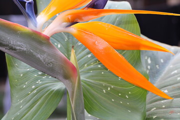bird of paradise
