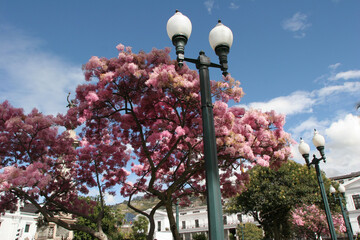 Arupos rosados y farol en centro histórico
