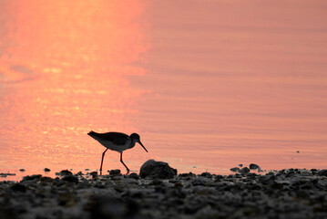 Redshank at during sunset at Busiateen coast, Bahrain