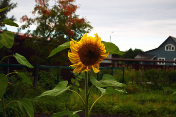 sunflower in the garden