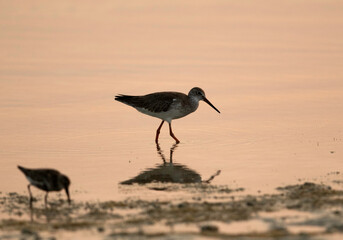 Redshank feeding at Busiateen coast during sunset, Bahrain