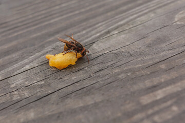 Bee on a background of wooden table surface eats a piece of peach