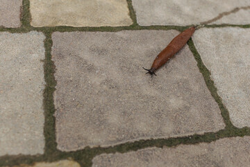 A red snail crawls on the concrete pavement