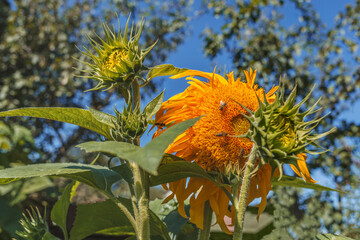 Sunflower flower on a background of trees and blue sky