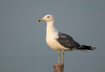 Lesser Black-backed Gull perched on a wooden log at Busiateen coast, Bahrain