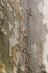 Tree bark