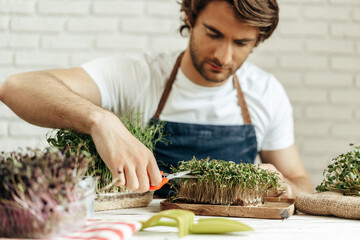Attractive bearded man farmer taking care of sprouts of microgreens