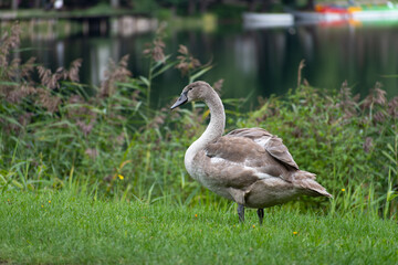 Beautiful young gray colored cygnus or swan in the grass in a warm and sunny autumn day