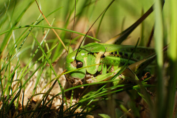 Young grasshoppers are eating plants. green grasshopper. insect