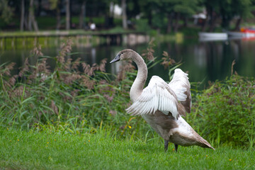 Beautiful young gray colored cygnus or swan in the grass in a warm and sunny autumn day, ready to fly