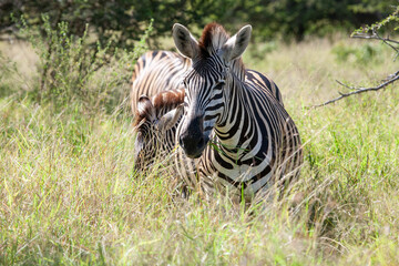 Zebra Herd_7584
