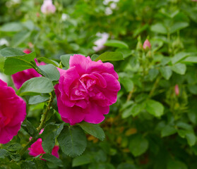 growing pink rose growing in garden