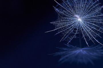 Dandelion seed - macro photo