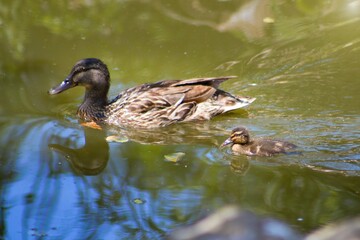 Female mallards with cub roam the water surface.This duck belongs to the subfamily Anatinae of the waterfowl family Anatidae. 