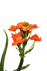 Orange star flower - (Bethlehem flower)