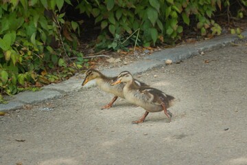 Two young mallard duck on a walk.This duck belongs to the subfamily Anatinae of the waterfowl family Anatidae. 