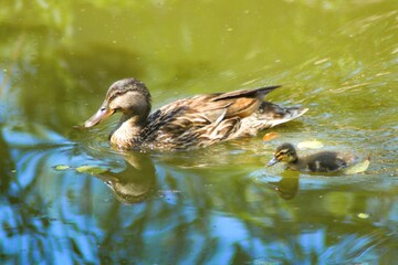 Female mallards with cub roam the water surface.This duck belongs to the subfamily Anatinae of the waterfowl family Anatidae. 