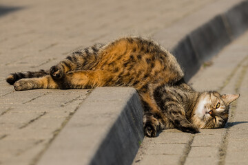 Rudy kot śpi na krawężniku, wygięty, zgięty, złamany, elastyczny kot na kotce brukowej