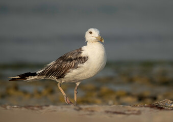 Lesser Black-backed Gull at Busiateen coast, Bahrain
