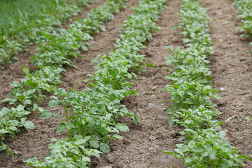Fototapeta na wymiar potato seedlings growing in lines