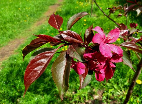 Japanese cherry-tree blossom
