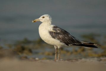 Lesser Black-backed Gull at Busiateen coast, Bahrain