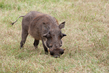 Adult Warthog_7407