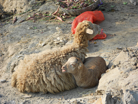 Sheep in the village with a calf at Kumardihi, West Bengal, India. 