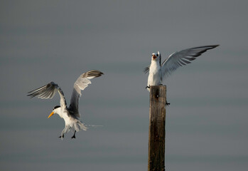 Greater Crested Tern fighting for wooden log at Busaiteen coast, Bahrain