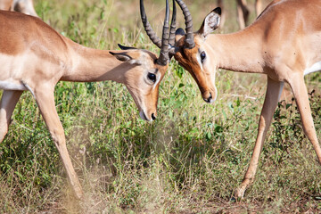 Impala Rams_7536