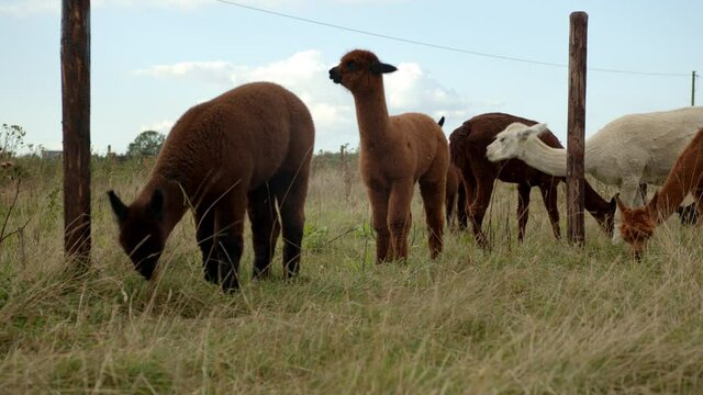 Alpaka Herde auf der Wiese isst Gras