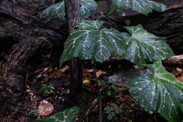 raindrops on large green leaves, nature background, rainy season