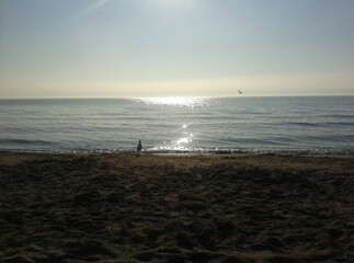 Waiting on the beach