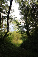 Obraz premium Bushes and trees by the river in summer in the village