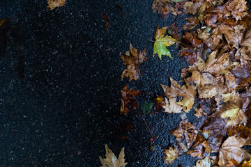 Multicolored fallen leaves lie on the wet asphalt, copy space