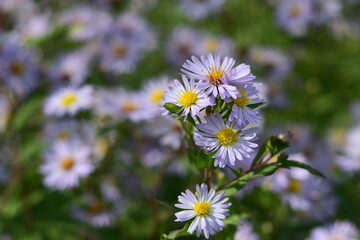 lilac flowers Symphyotrichum novi-belgii
