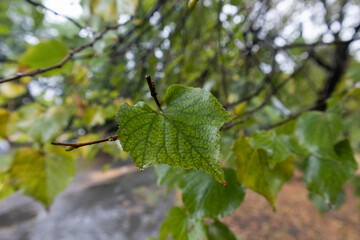 leaf close-up on tree after rain, autumn weather