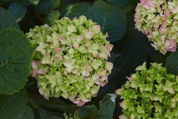 blooming hydrangea bush in garden