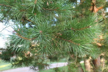 Pine branches close up in summer
