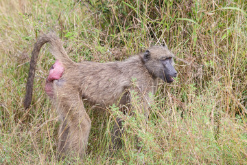 Adult Baboon_7742