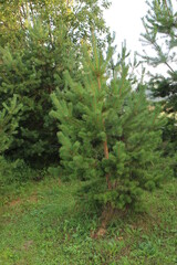 Pine branches close up in summer