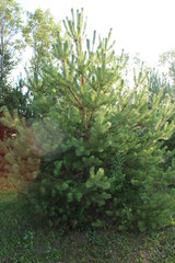 Pine branches close up in summer