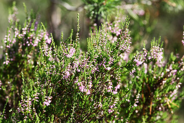 Obraz premium Summer flowers and Heath. Bell heather, Erica Calluna vulgaris blooms pink in the sunlight