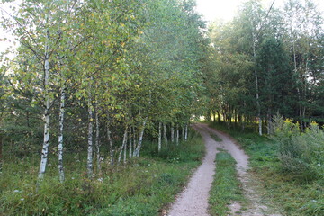 View of a rural foggy road at sunrise in summer