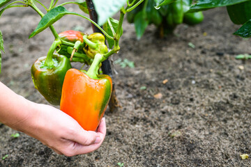 ripe red hot pepper growing on a bush in a greenhouse. the gardener examines the quality of the red pepper in hand. home gardening concept.