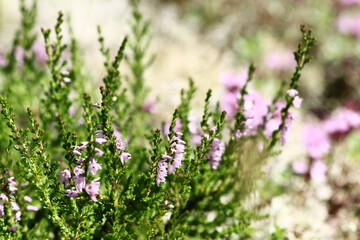 Fototapeta premium Summer flowers and Heath. Bell heather, Erica Calluna vulgaris blooms pink in the sunlight